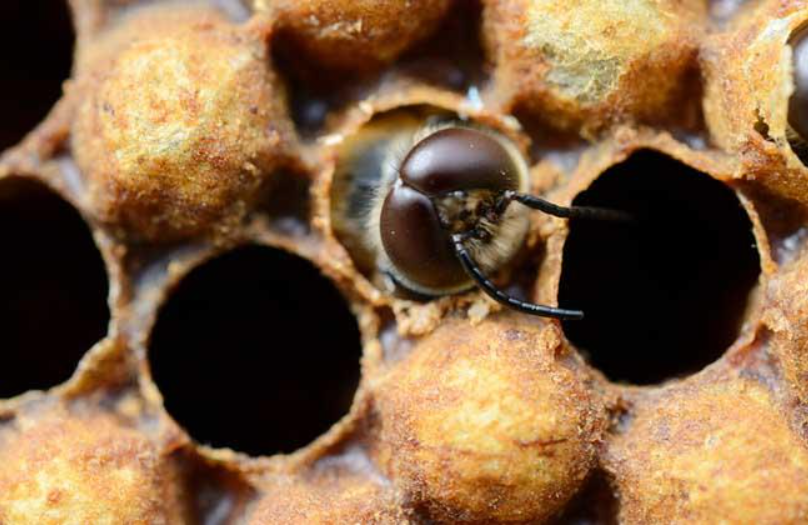 雄蜂|又到蜜蜂繁殖期，雄蜂脾割除有技巧，这招要靠算，附详细步骤