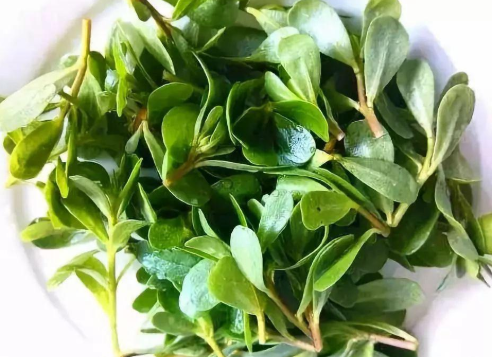 马齿苋|菜园的多肉植物，从叶到根都能吃，遇到了别迟疑，包饺子是一绝