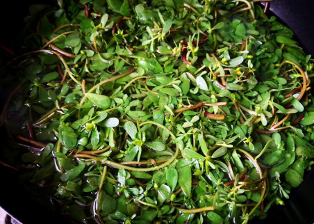 马齿苋|菜园的多肉植物，从叶到根都能吃，遇到了别迟疑，包饺子是一绝