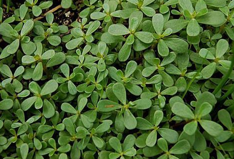 马齿苋|菜园的多肉植物，从叶到根都能吃，遇到了别迟疑，包饺子是一绝