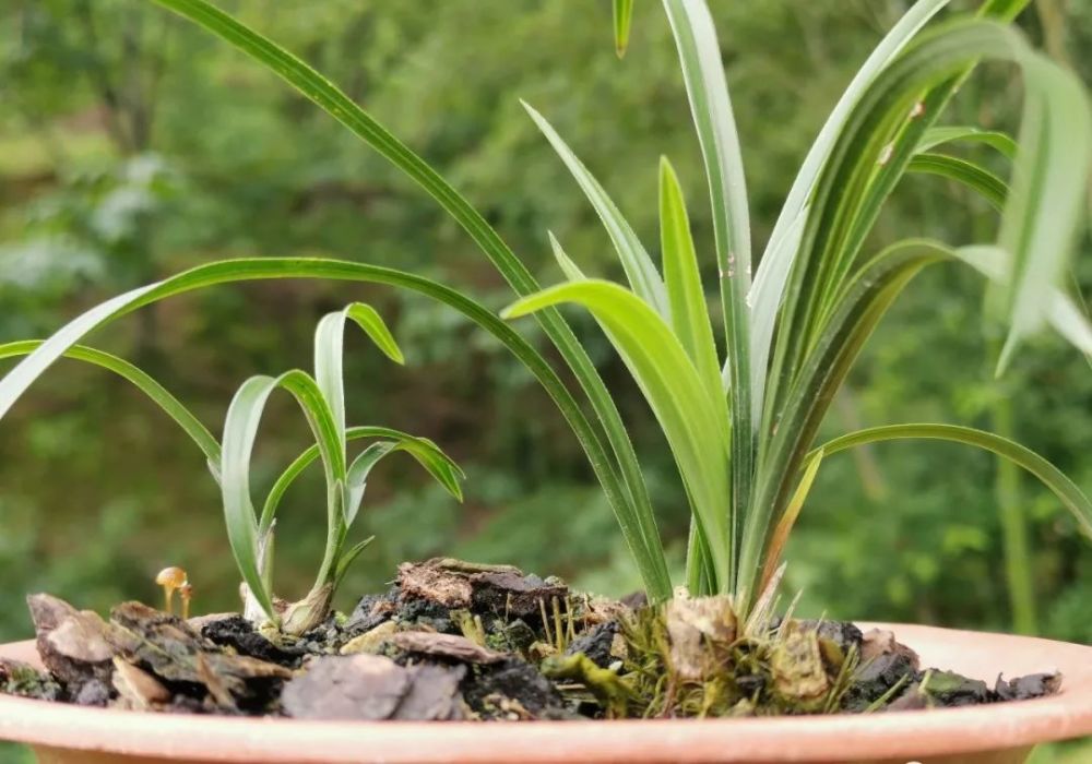 兰花|兰花服盆期间可以喷叶面肥吗？3个重要环节，兰友一定要知道