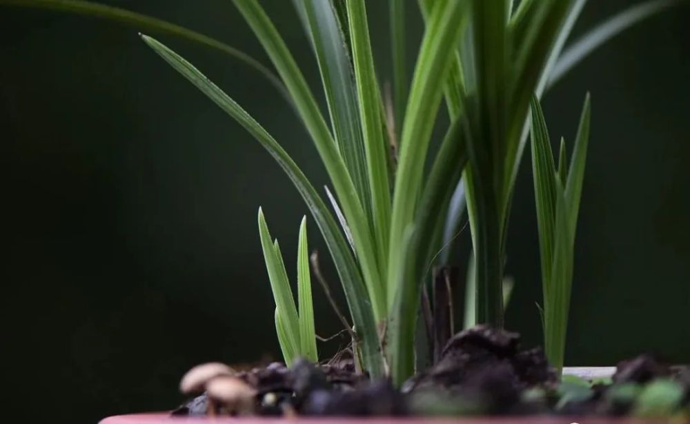 兰花|兰花服盆期间可以喷叶面肥吗？3个重要环节，兰友一定要知道