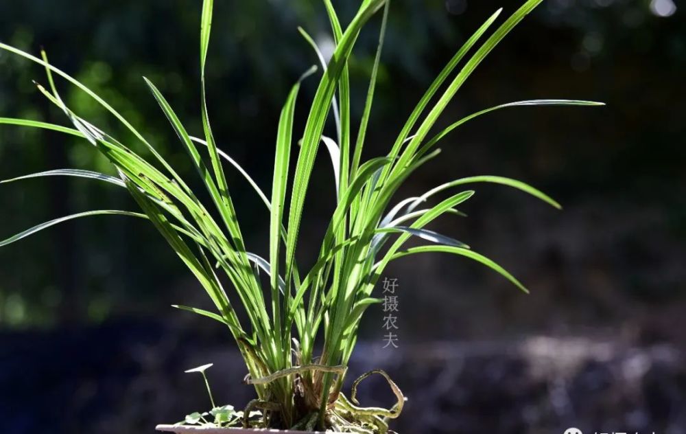 兰花|兰花服盆期间可以喷叶面肥吗？3个重要环节，兰友一定要知道