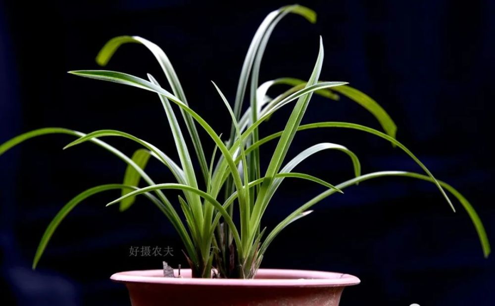 兰花|兰花服盆期间可以喷叶面肥吗？3个重要环节，兰友一定要知道