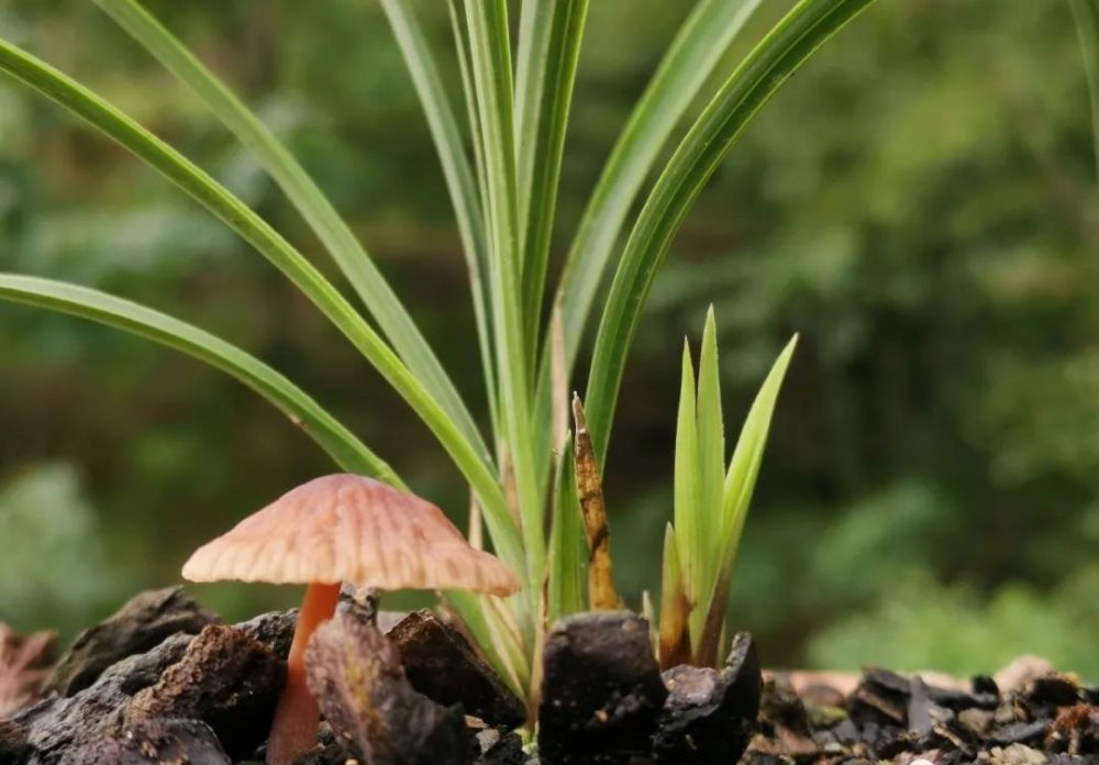 兰花|兰花服盆期间可以喷叶面肥吗？3个重要环节，兰友一定要知道