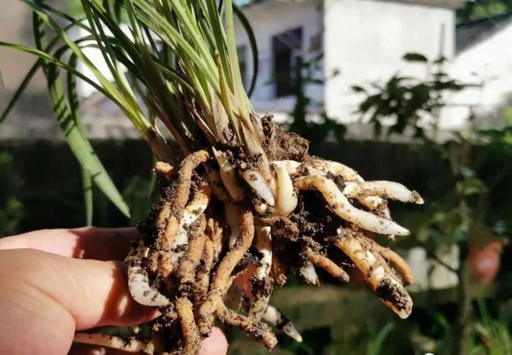 兰花|兰花服盆期间可以喷叶面肥吗？3个重要环节，兰友一定要知道