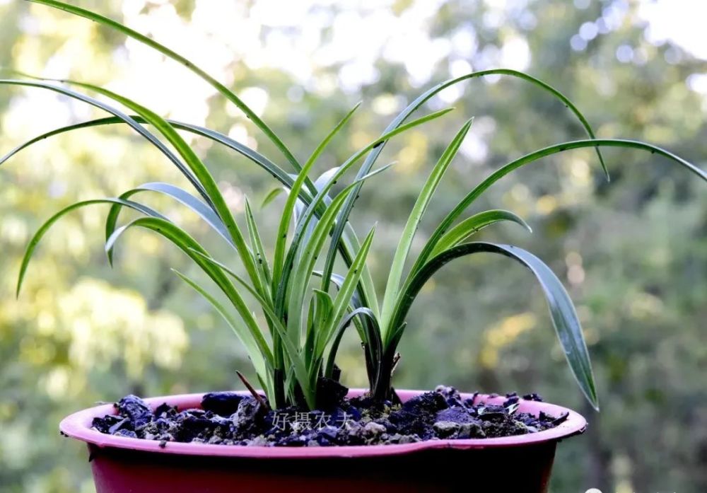 兰花|兰花服盆期间可以喷叶面肥吗？3个重要环节，兰友一定要知道