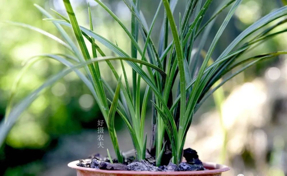 兰花|兰花服盆期间可以喷叶面肥吗？3个重要环节，兰友一定要知道