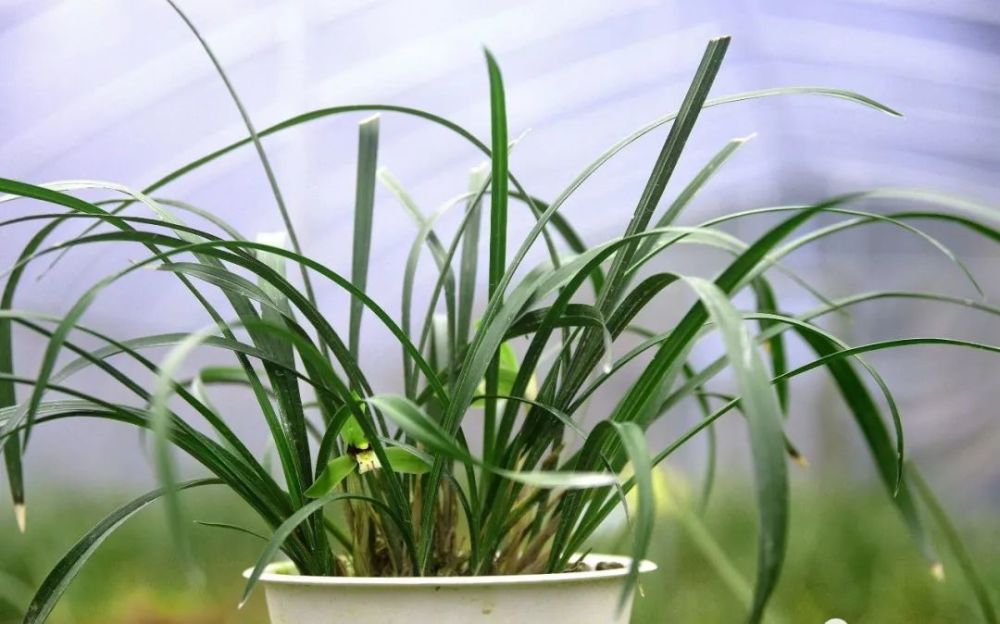 兰花|兰花服盆期间可以喷叶面肥吗？3个重要环节，兰友一定要知道