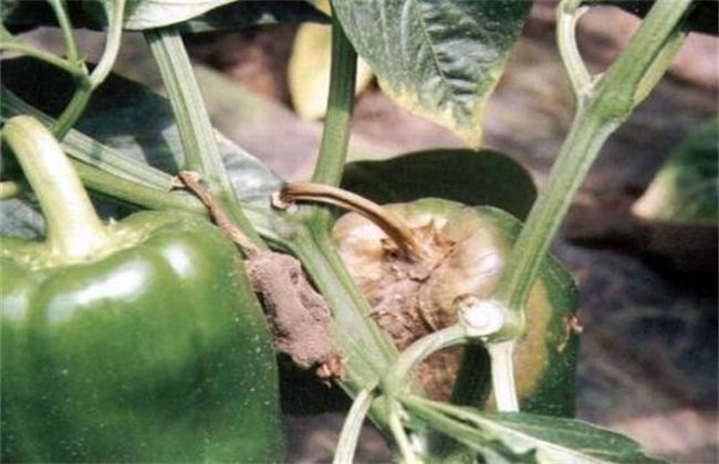 辣椒|辣椒僵果的原因及防治方法，农民掌握以下要点，收获高产辣椒