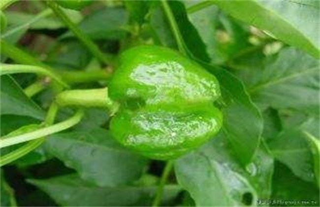 辣椒|辣椒僵果的原因及防治方法，农民掌握以下要点，收获高产辣椒