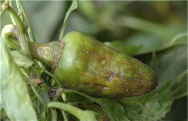 辣椒|辣椒僵果的原因及防治方法，农民掌握以下要点，收获高产辣椒