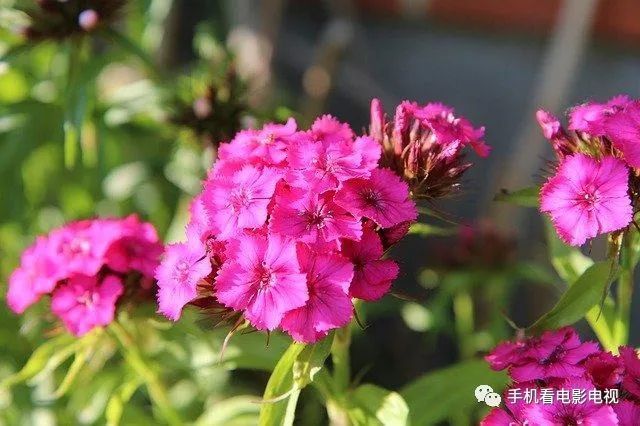 送给|2021三八妇女节送给老婆的祝福语 妇女节赞美老婆简短的话