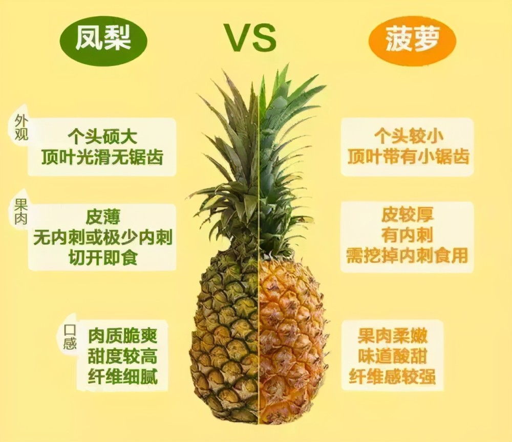 菠萝|菠萝和凤梨是同一种水果，但真有区别，到底有啥不同？