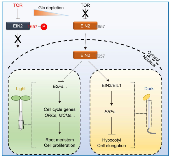 福建农林大学|福建农林大学熊延团队发表研究揭示植物生长调控的新机制