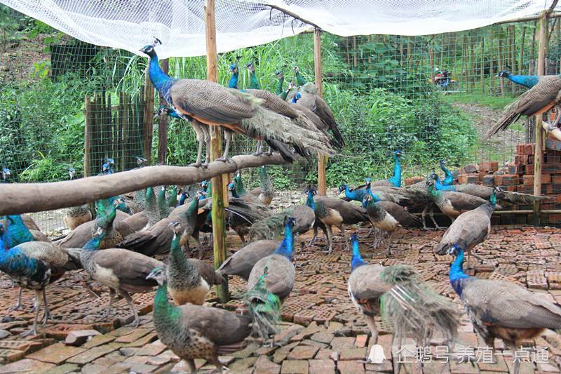 孔雀|孔雀分阶段养殖和日常管理，产蛋期补光增效明显
