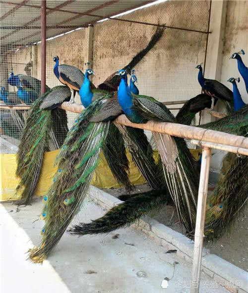 孔雀|孔雀分阶段养殖和日常管理，产蛋期补光增效明显