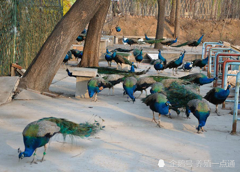 孔雀|孔雀分阶段养殖和日常管理，产蛋期补光增效明显