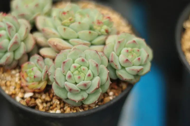 "熊猫脸"景天科拟石莲花属多肉植物,中小型品种_腾讯新闻