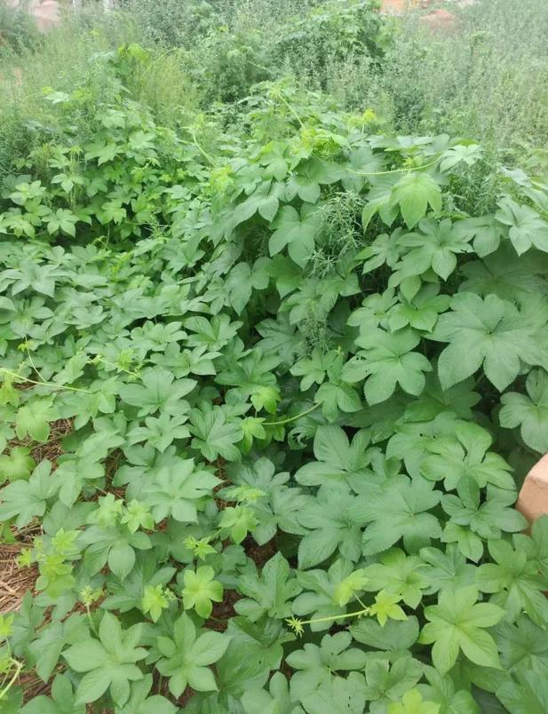 农村拉拉秧煮水,原来它的价值这么高,很多少人不懂你认识吗?