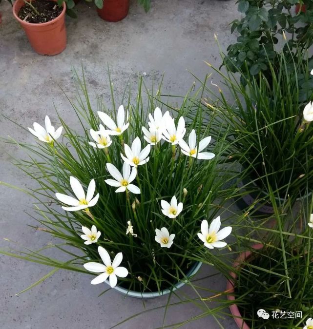 俗话说人养花花养人 这五种花放在家里好处多 全家老少更健康 文竹 素馨 石竹 铃兰