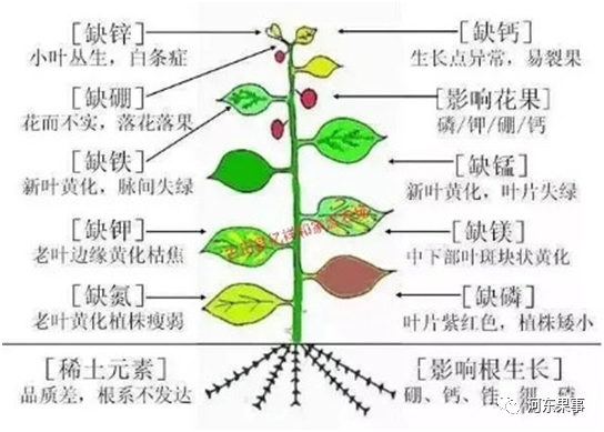 果树|果树施肥要预防缺素症，花前施肥还是坐果后施肥，专家告诉你有机肥用量