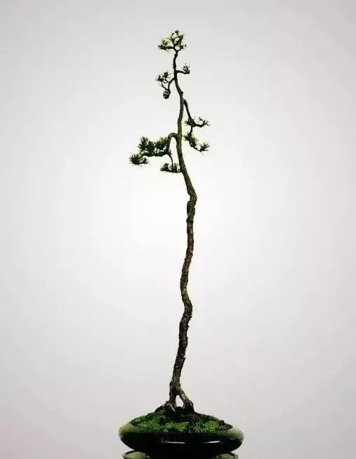 韩学年盆景作品百看不厌