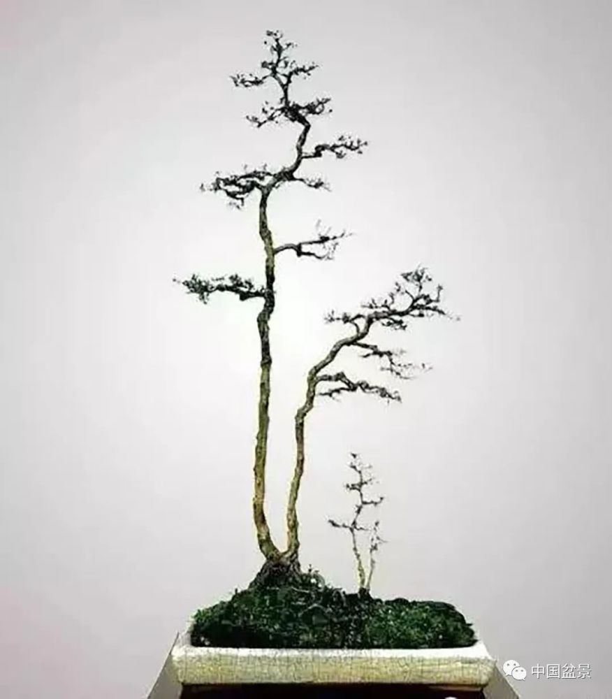 韩学年盆景作品百看不厌