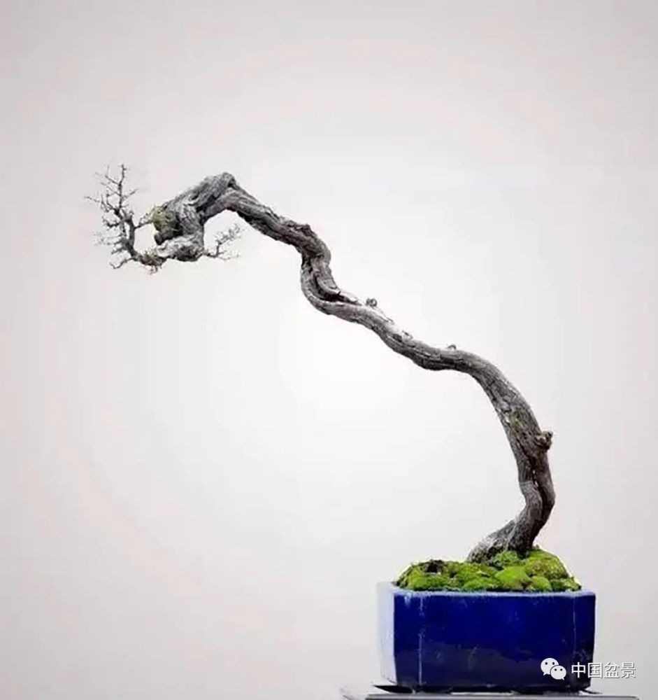 韩学年盆景作品百看不厌