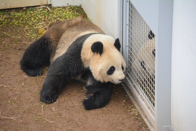 日本动物园大熊猫4年来首次交配成功园方喜晒亲密互动 腾讯新闻