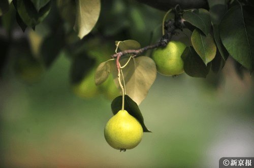 惊蛰|惊蛰吃啥？除了梨，还有这些可以选