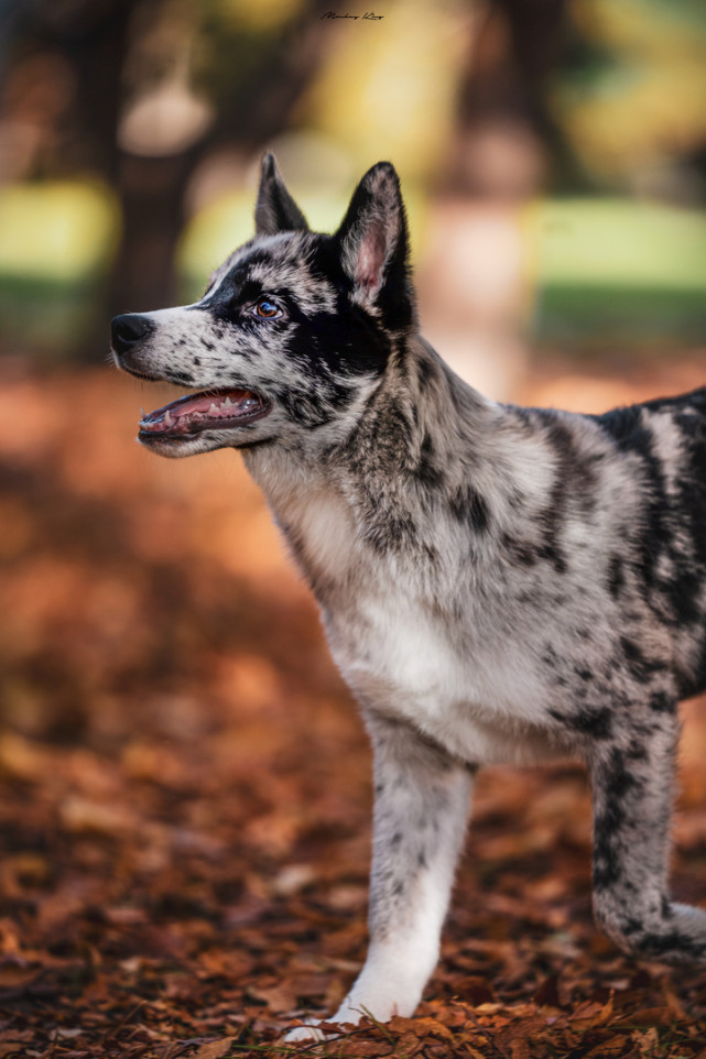 島國牧羊犬?