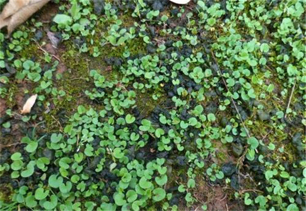 人称天菜烂泥巴地里才有见到别嫌弃炒鸡蛋很好吃