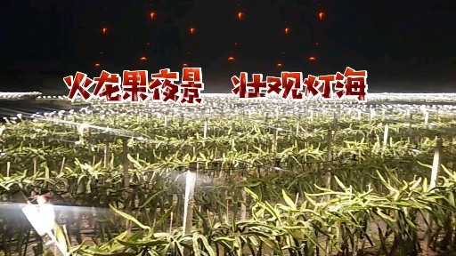 隆安县火龙果基地万亩夜景壮观灯海距离南宁市60公里网红打卡地