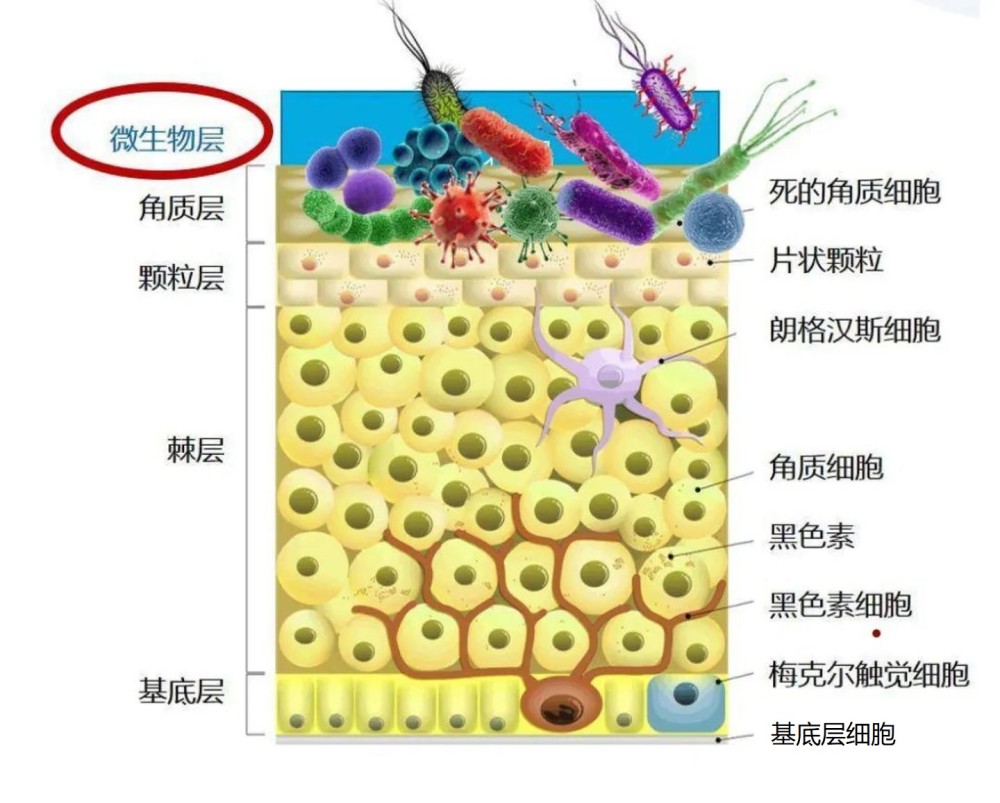 洗澡時搓下來的泥是什麼在顯微鏡下放大一百倍看後讓人不舒服