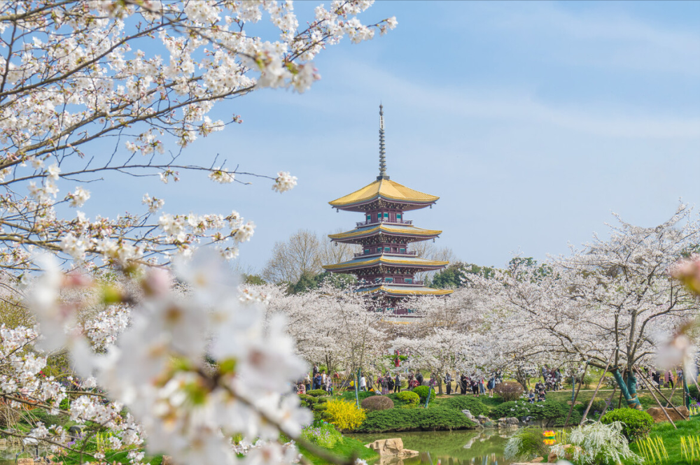 开的太美了 21国内这7个地方樱花成海 去赴一场樱粉浪漫 腾讯新闻