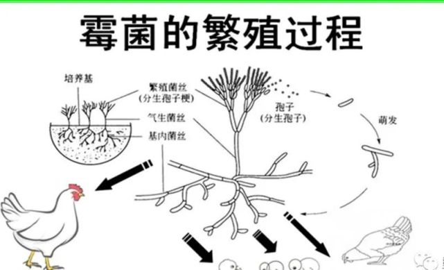 危害蛋鸡生产的霉菌毒素及解毒策略