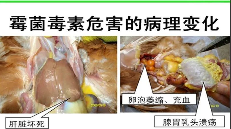 危害蛋鸡生产的霉菌毒素及解毒策略