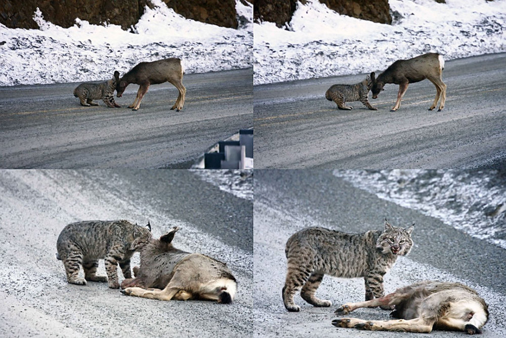 猞猁|猎杀独狼的猞猁，狼见了都要叫大哥，它们让狼群陷入危机