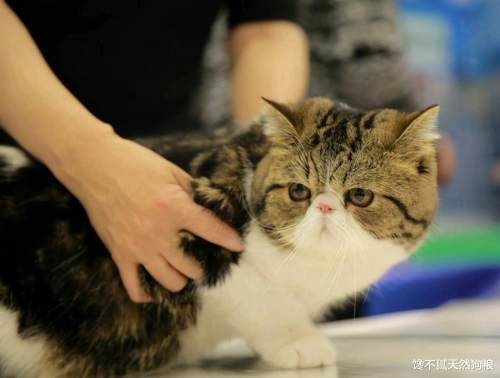 异国短毛猫|加菲猫黑下巴吃什么猫粮好？加菲猫为什么会出现黑下巴？