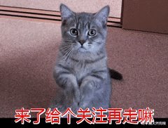 异国短毛猫|加菲猫黑下巴吃什么猫粮好？加菲猫为什么会出现黑下巴？