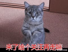 异国短毛猫|加菲猫黑下巴吃什么猫粮好？加菲猫为什么会出现黑下巴？