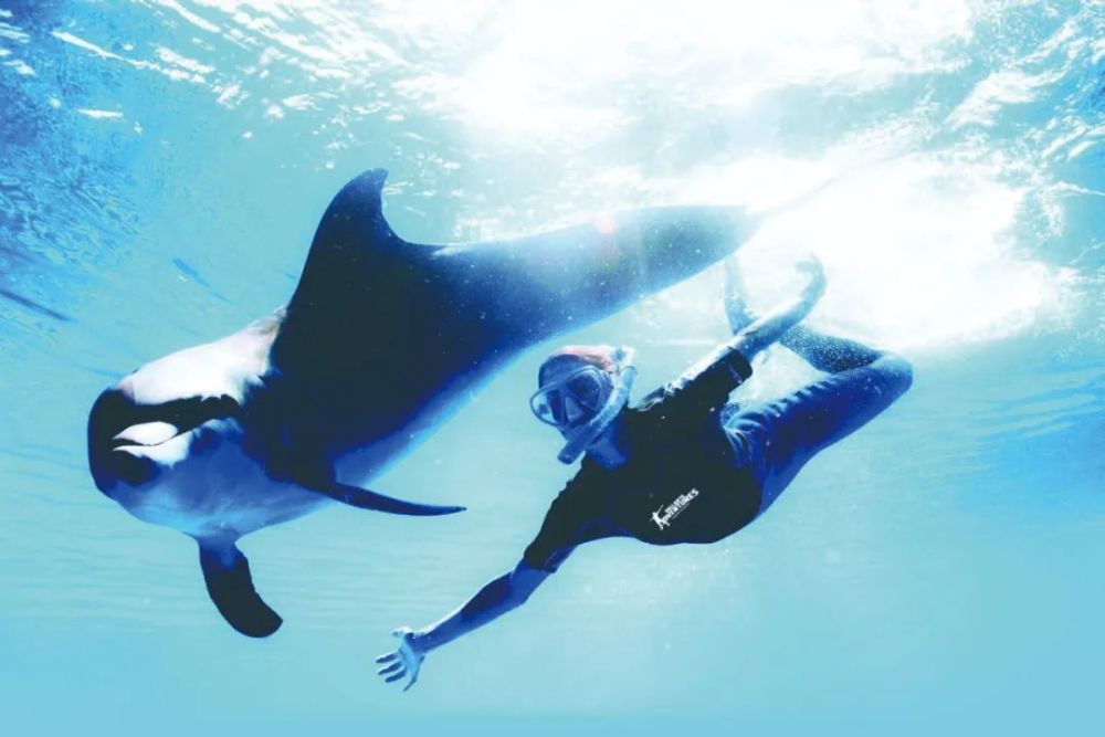 海豚|与人类合作的海豚