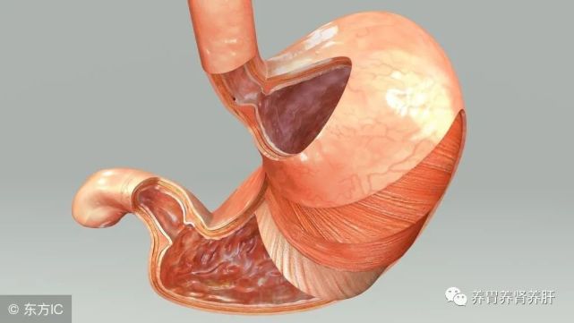 这4个都可能是罪魁祸首|胃粘膜|胃溃疡|糜烂性胃炎|胃窦|胃炎|胃肠|胃