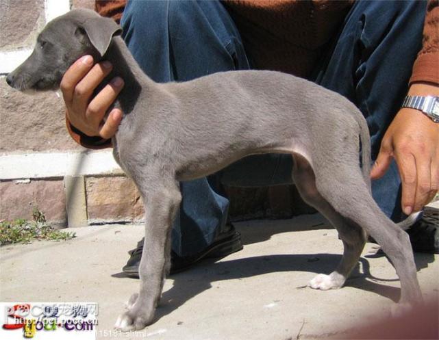 细狗是关中人的宝|关中|老鼠