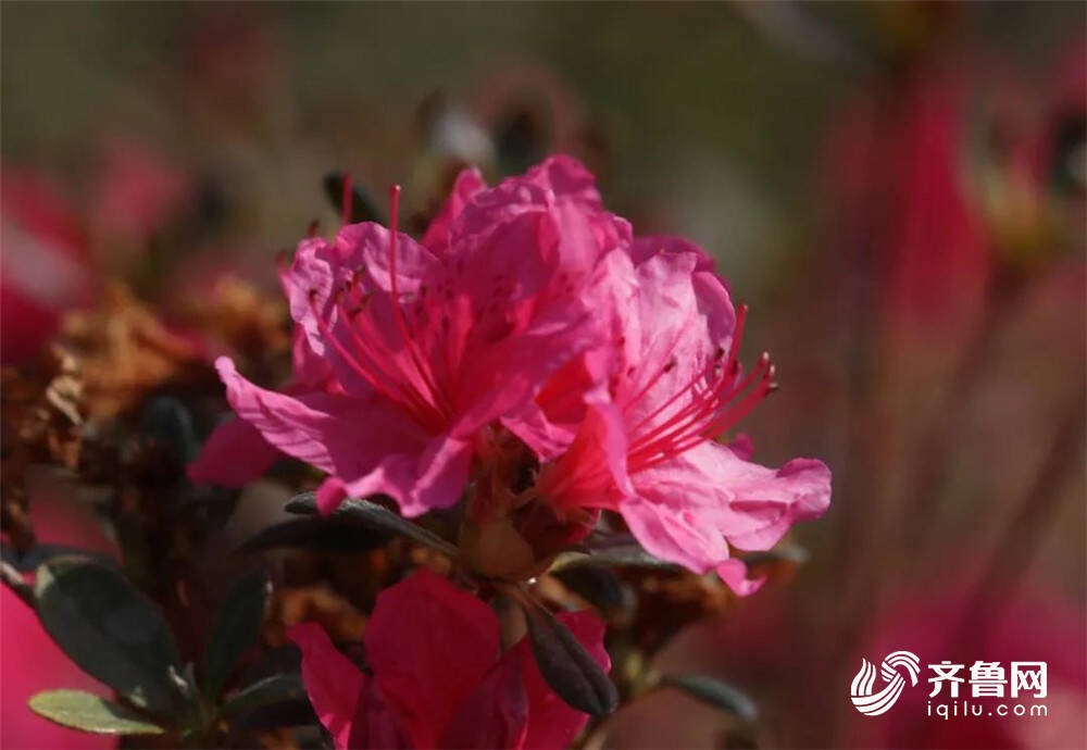 组图姹紫嫣红威海环翠区桥头镇杜鹃园花开满园