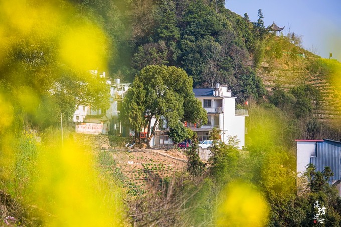安徽歙县有一座山上的村落是众人心中的摄影天堂赏花的绝佳地