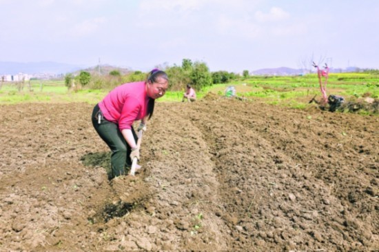白云区|白云区大力推进春耕春种工作