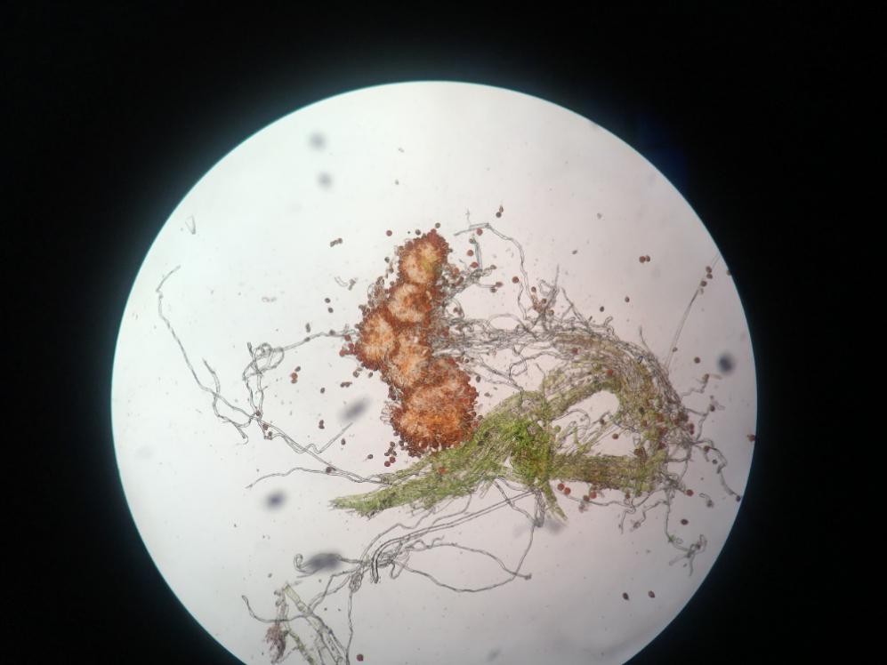 "万万没想到":牛羊吃草还能拯救草地!