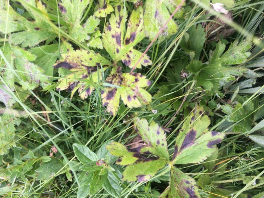 病原体|“万万没想到”：牛羊吃草还能拯救草地！